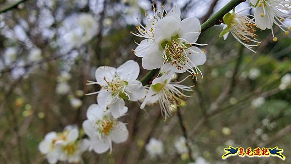 內湖大溝溪步道花海 (22).jpg