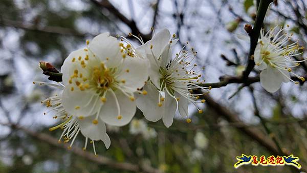 內湖大溝溪步道花海 (21).jpg