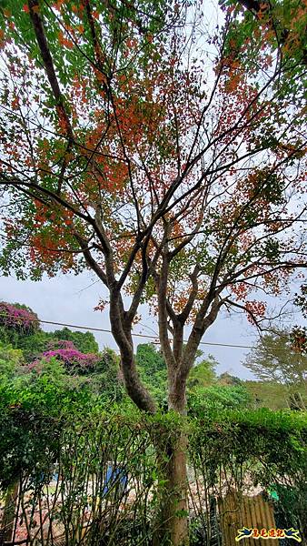 內湖大溝溪步道花海 (28).jpg