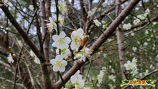 內湖大溝溪步道花海 (25).jpg