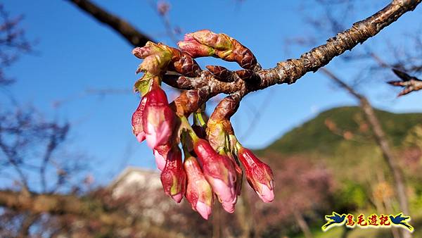 平菁街42巷寒櫻初開先睹為快%26;花卉試驗中心茶花展 (2).jpg