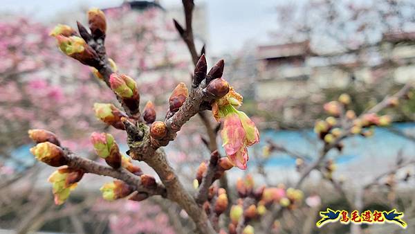 2024內湖樂活夜櫻季 (4).jpg