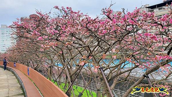 2024內湖樂活夜櫻季 (3).jpg