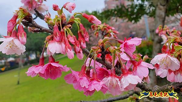 2024內湖樂活夜櫻季 (6).jpg