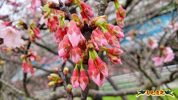 2024內湖樂活夜櫻季 (7).jpg