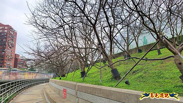 2024內湖樂活夜櫻季 (10).jpg