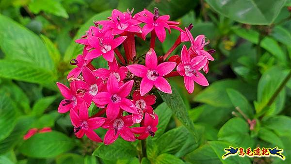 2024內湖樂活夜櫻季 (15).jpg