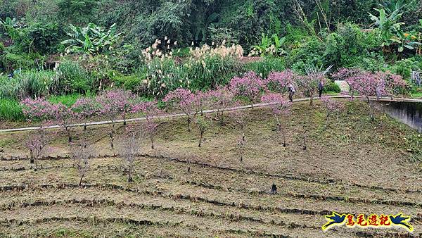 2024內湖樂活夜櫻季 (14).jpg