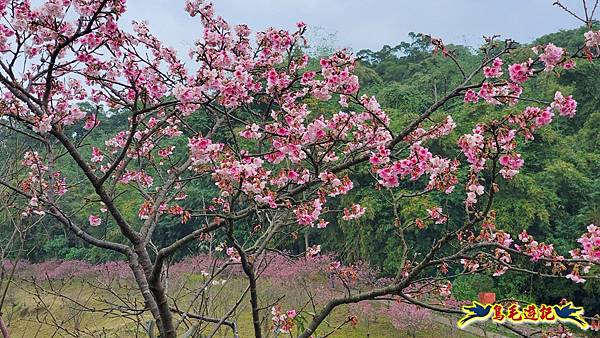 2024內湖樂活夜櫻季 (16).jpg