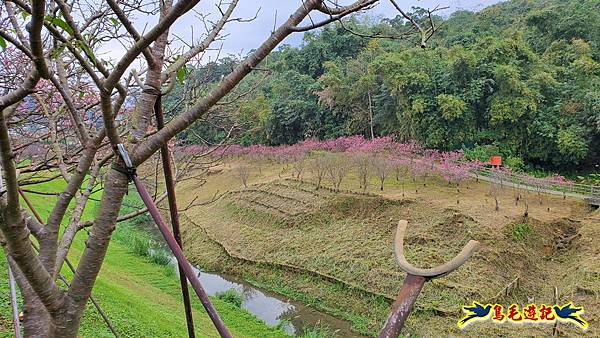 2024內湖樂活夜櫻季 (17).jpg