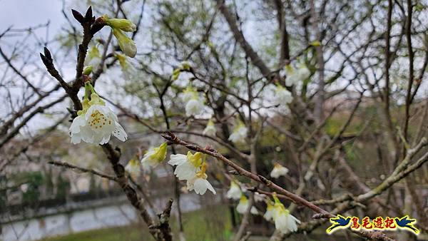 2024內湖樂活夜櫻季 (20).jpg