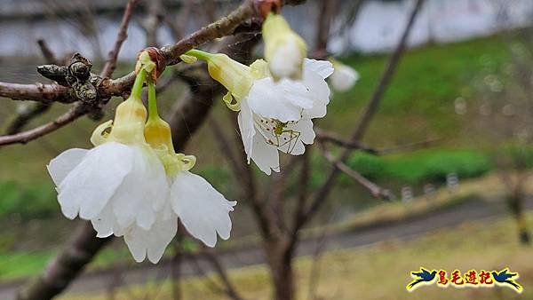 2024內湖樂活夜櫻季 (19).jpg