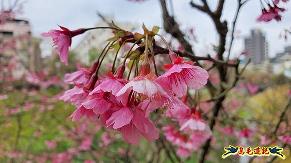 2024內湖樂活夜櫻季 (26).jpg