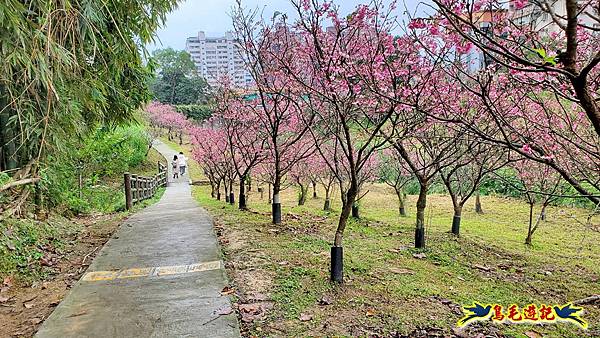 2024內湖樂活夜櫻季 (30).jpg