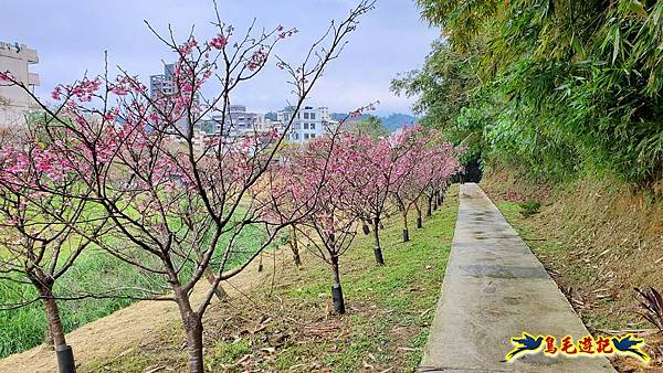 2024內湖樂活夜櫻季 (29).jpg