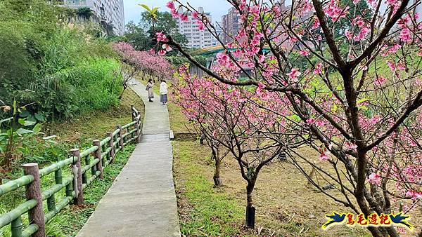 2024內湖樂活夜櫻季 (31).jpg