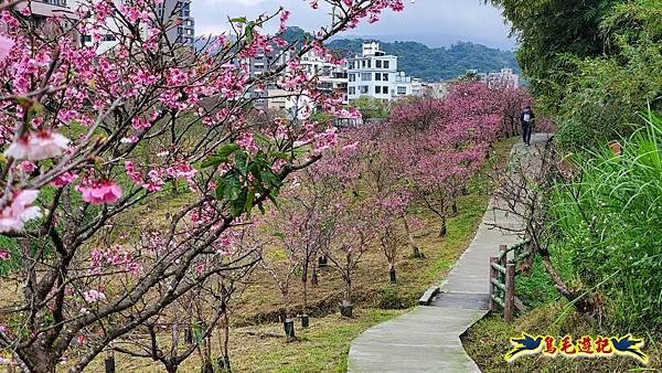 2024內湖樂活夜櫻季 (35).jpg