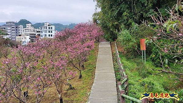 2024內湖樂活夜櫻季 (34).jpg