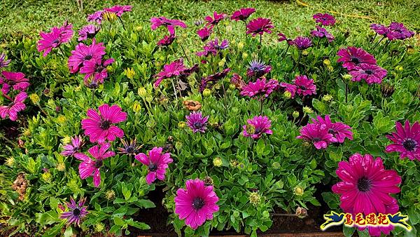 2024內湖樂活夜櫻季 (38).jpg