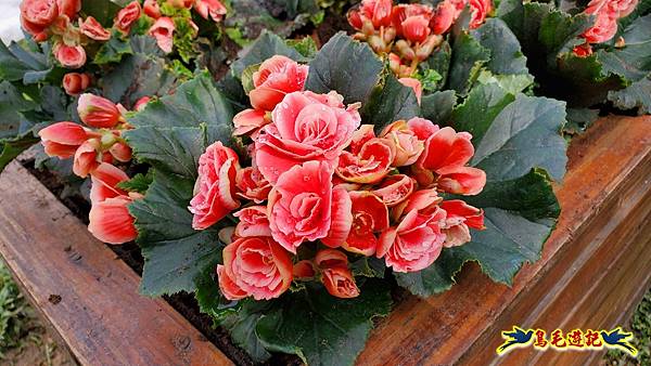 2024內湖樂活夜櫻季 (37).jpg