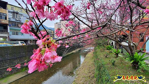 汐止康誥坑溪櫻花大道 (1).jpg