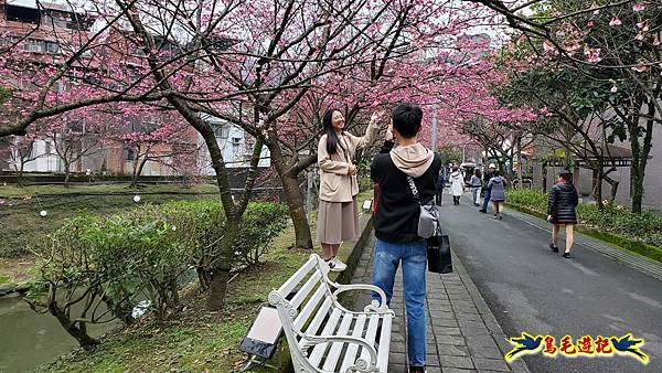 汐止康誥坑溪櫻花大道 (4).jpg