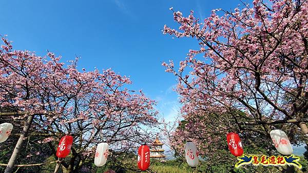 淡水天元宮三色櫻%26;大冠鷲 (22).jpg