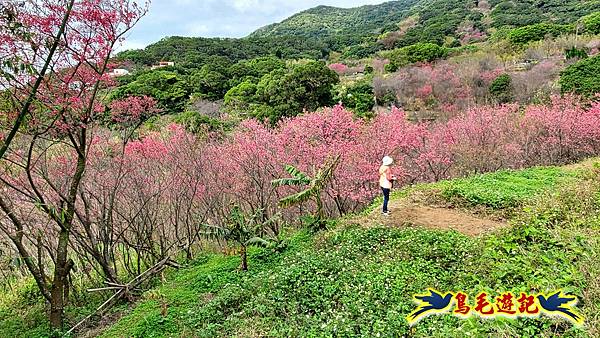 風尾步道、頂圳步道、十八挖圳道賞櫻 (37).jpg