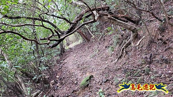 龜媽坑古道東線-大湖山-雪山尾稜-大湖越嶺古道(福隆-石城) (14).jpg