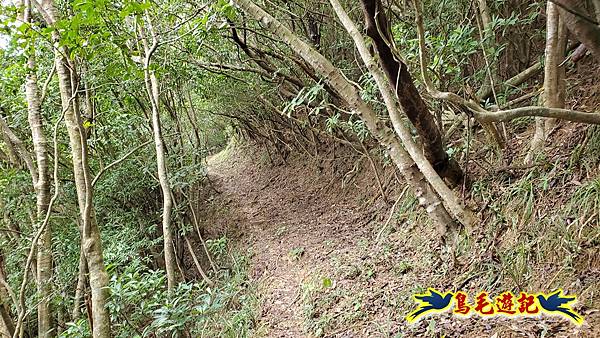 龜媽坑古道東線-大湖山-雪山尾稜-大湖越嶺古道(福隆-石城) (13).jpg