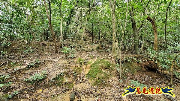 龜媽坑古道東線-大湖山-雪山尾稜-大湖越嶺古道(福隆-石城) (18).jpg