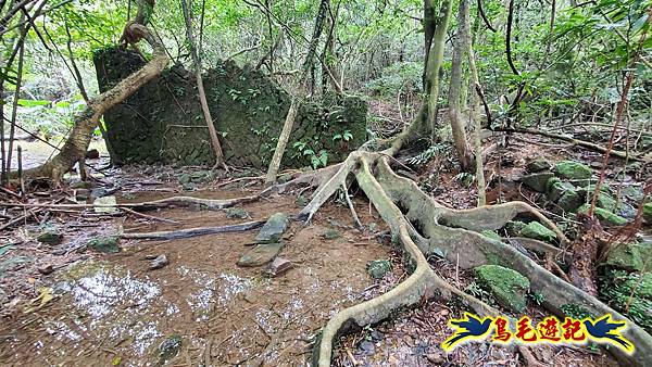 龜媽坑古道東線-大湖山-雪山尾稜-大湖越嶺古道(福隆-石城) (26).jpg