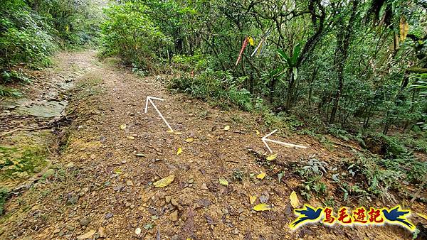 龜媽坑古道東線-大湖山-雪山尾稜-大湖越嶺古道(福隆-石城) (32).jpg