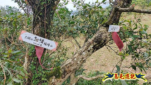 龜媽坑古道東線-大湖山-雪山尾稜-大湖越嶺古道(福隆-石城) (38).jpg