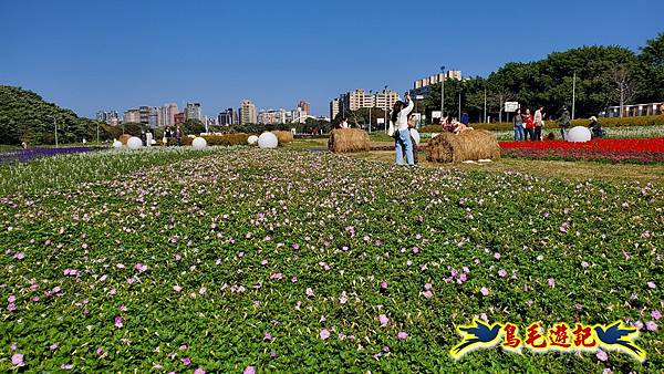 古亭河濱公園花海 (5).jpg