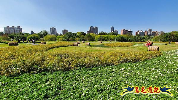 古亭河濱公園花海 (19).jpg