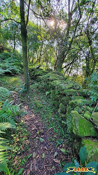 姜子寮古道-姜子寮山-姜子寮山步道P形 (21).jpg