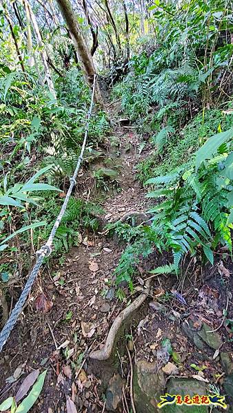 姜子寮古道-姜子寮山-姜子寮山步道P形 (20).jpg