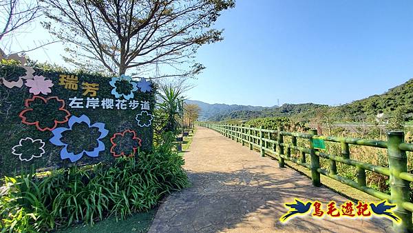 瑞芳左岸櫻花步道 (1).jpg