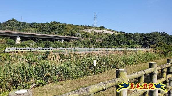 瑞芳左岸櫻花步道 (16).jpg