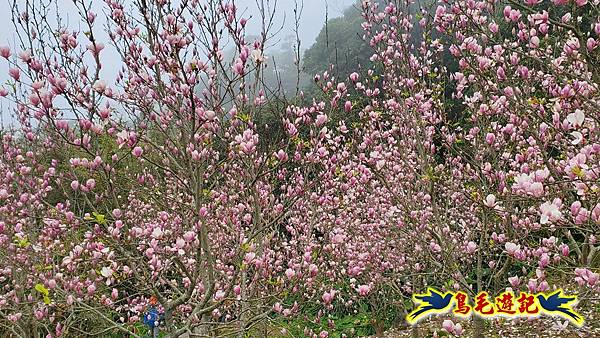 楓樹湖古道木蓮花 (15).jpg