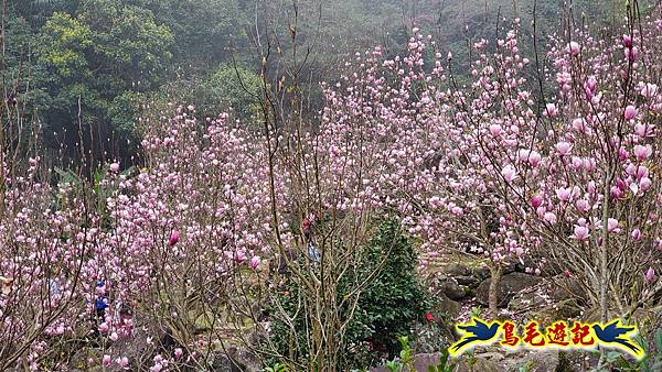 楓樹湖古道木蓮花 (20).jpg