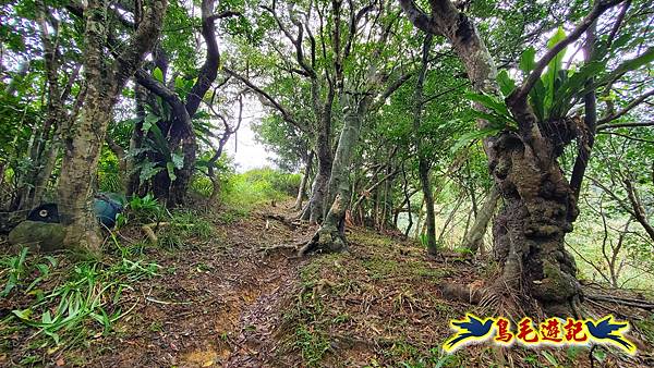 龜媽坑古道(西線)-中心崙-遠望坑古道(福隆-貢寮) (8).jpg