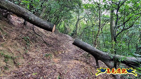 龜媽坑古道(西線)-中心崙-遠望坑古道(福隆-貢寮) (24).jpg