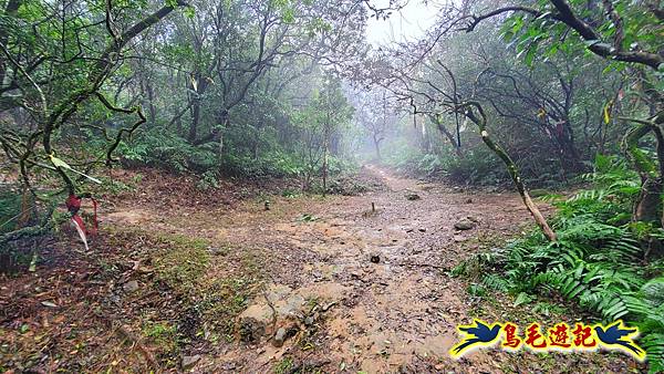 龜媽坑古道(西線)-中心崙-遠望坑古道(福隆-貢寮) (43).jpg