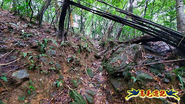 龜媽坑古道(西線)-中心崙-遠望坑古道(福隆-貢寮) (47).jpg