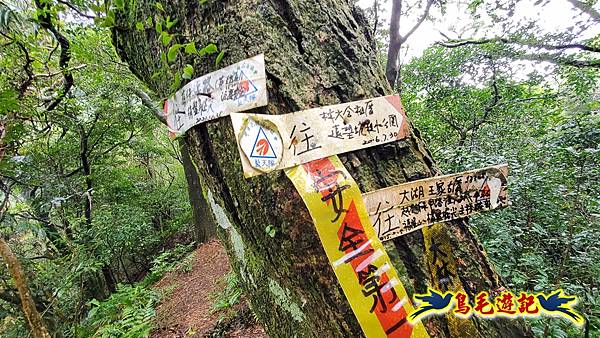 龜媽坑古道(西線)-中心崙-遠望坑古道(福隆-貢寮) (65).jpg