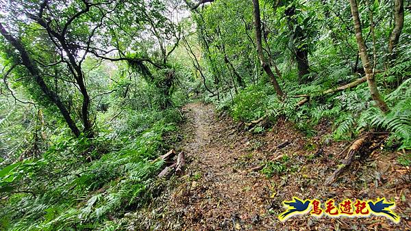 龜媽坑古道(西線)-中心崙-遠望坑古道(福隆-貢寮) (66).jpg