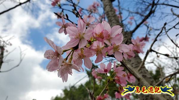 2024陽明山花季の湖山秘境環狀步道 (6).jpg