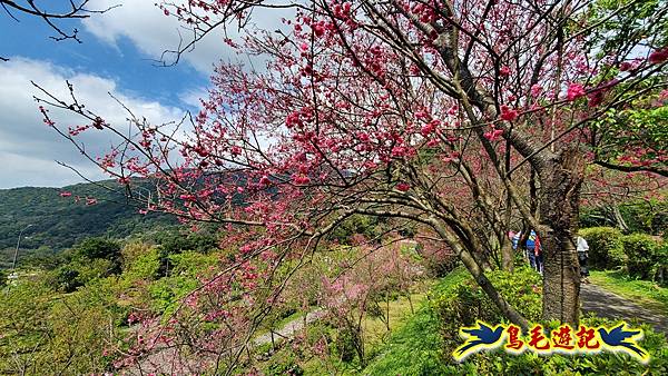 2024陽明山花季の湖山秘境環狀步道 (9).jpg